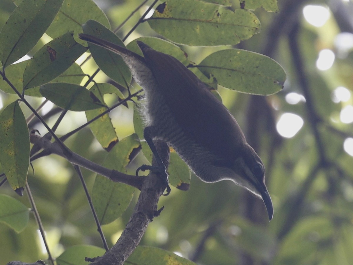 Magnificent Riflebird - ML623277523