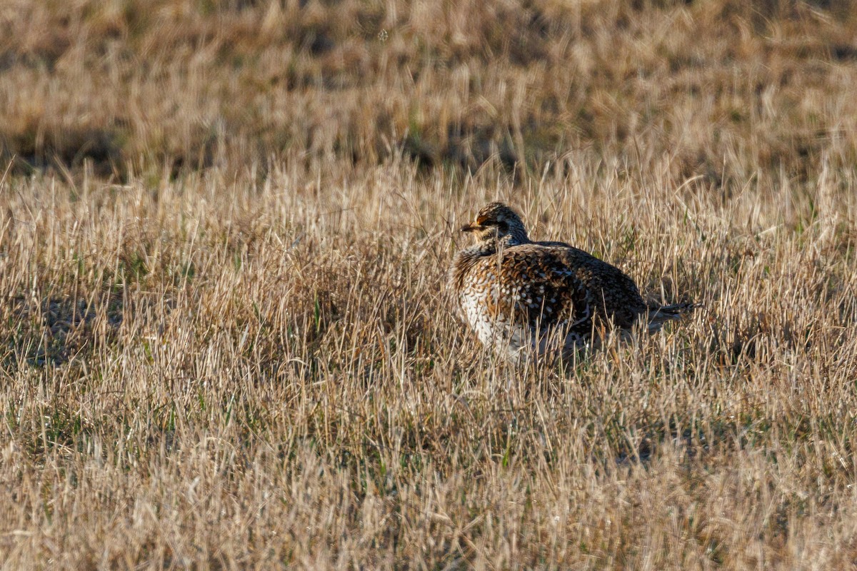 Sharp-tailed Grouse - ML623277551