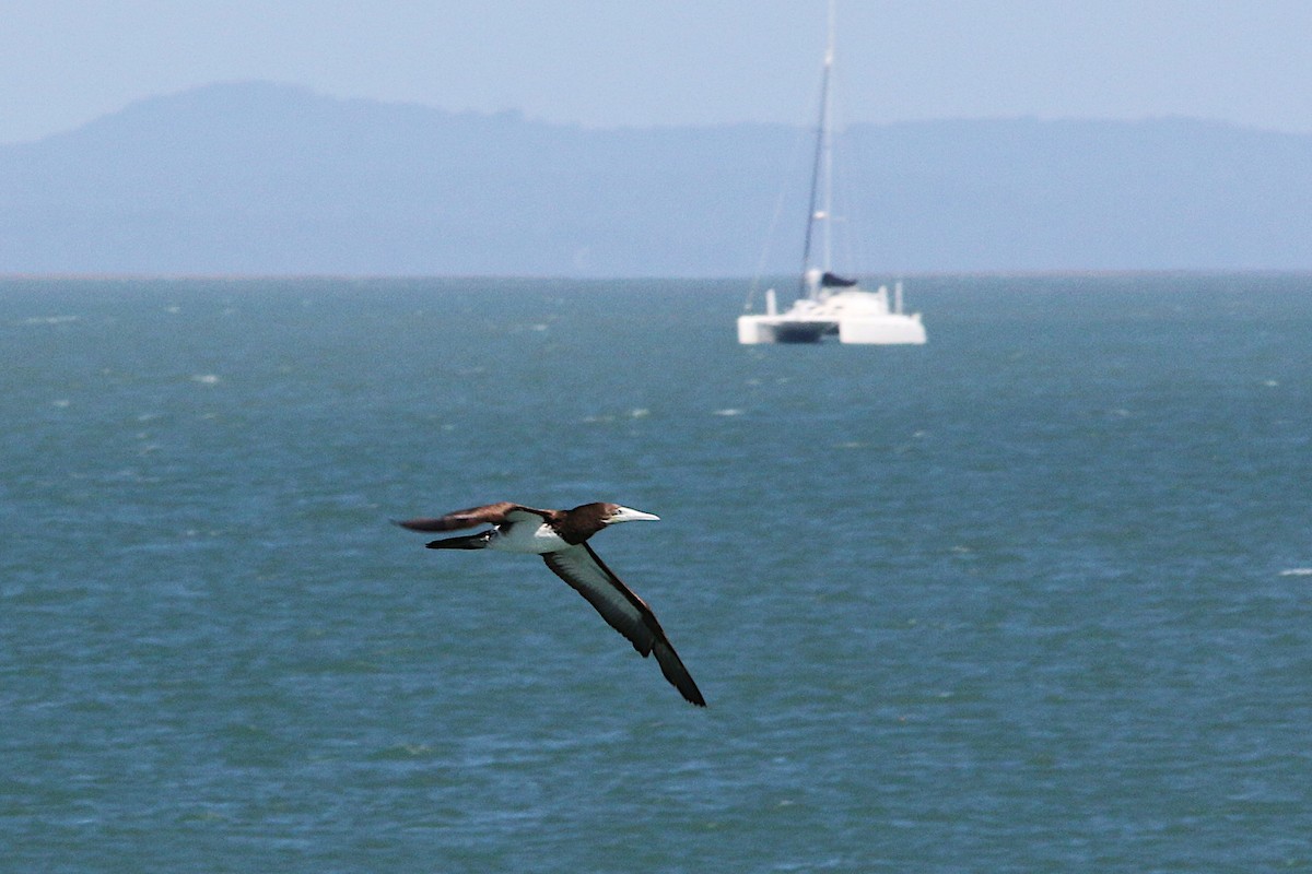 Brown Booby - ML623277586