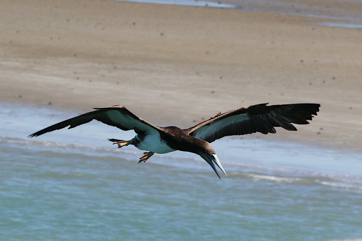 Brown Booby - ML623277587