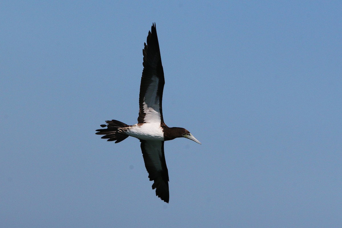 Brown Booby - ML623277588