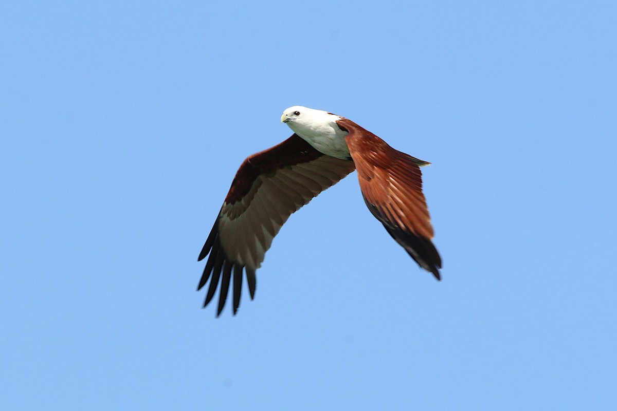 Brahminy Kite - ML623277603