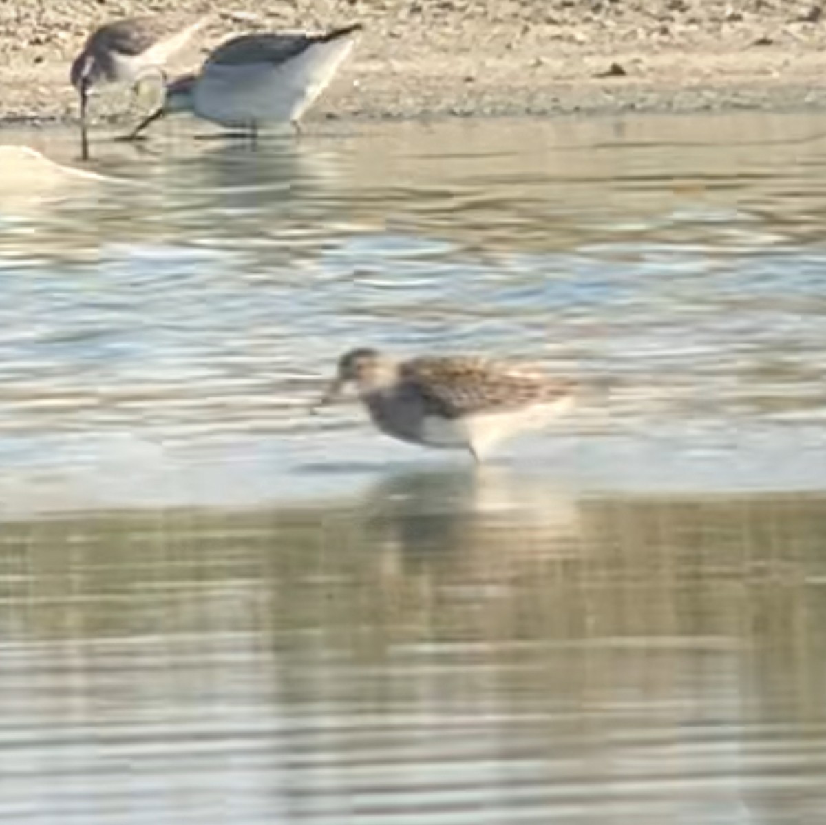 Орог элсэг - ML623277639