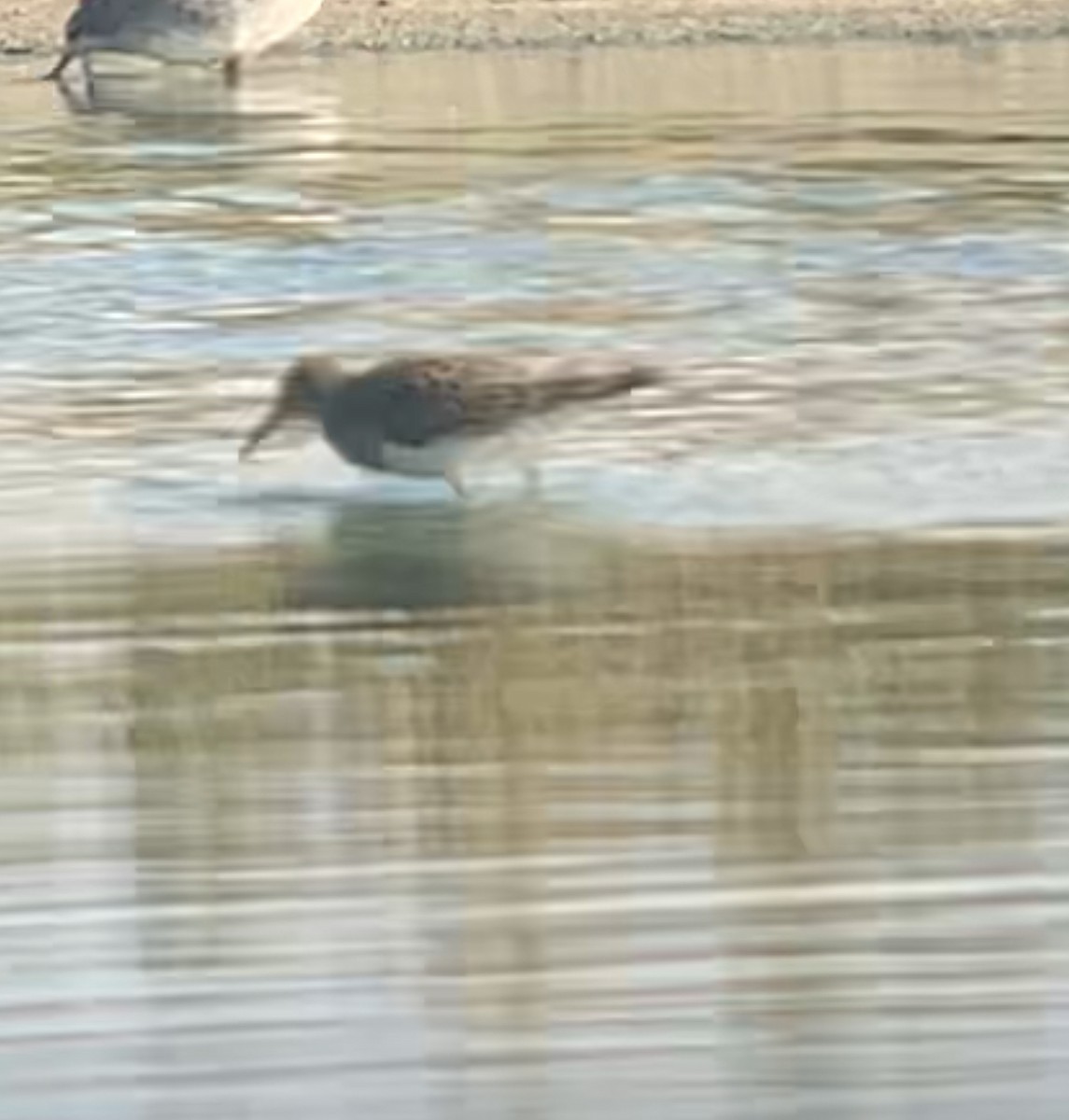 Орог элсэг - ML623277640