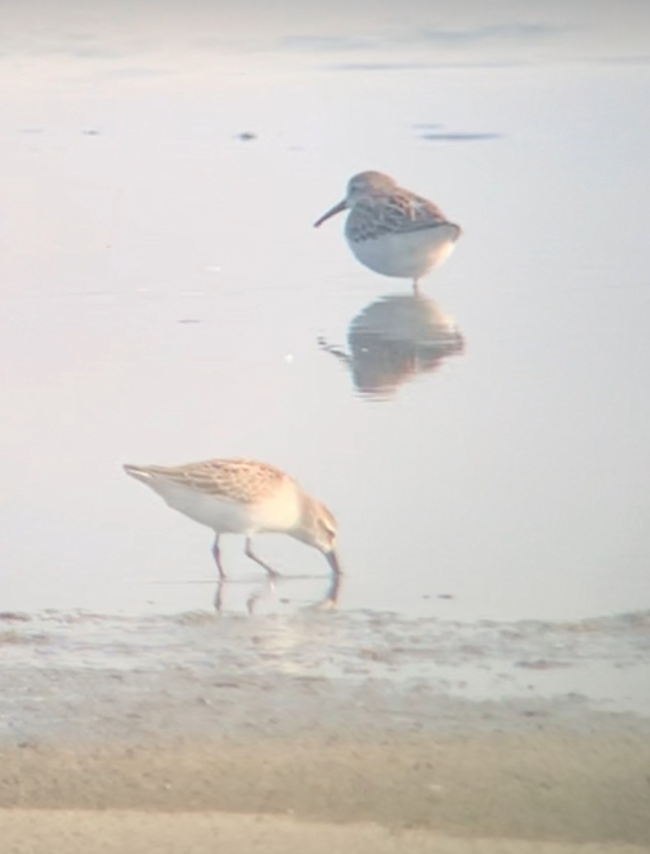 Western Sandpiper - Sara Busch