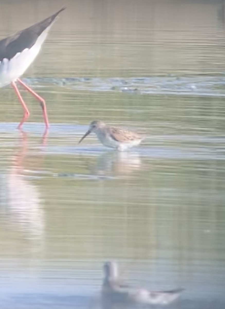 Western Sandpiper - ML623277646