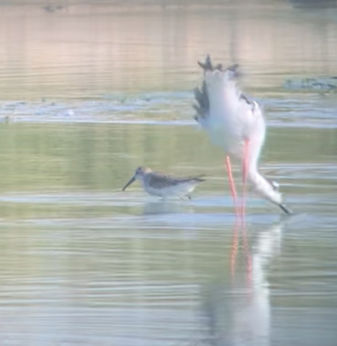 Western Sandpiper - ML623277647