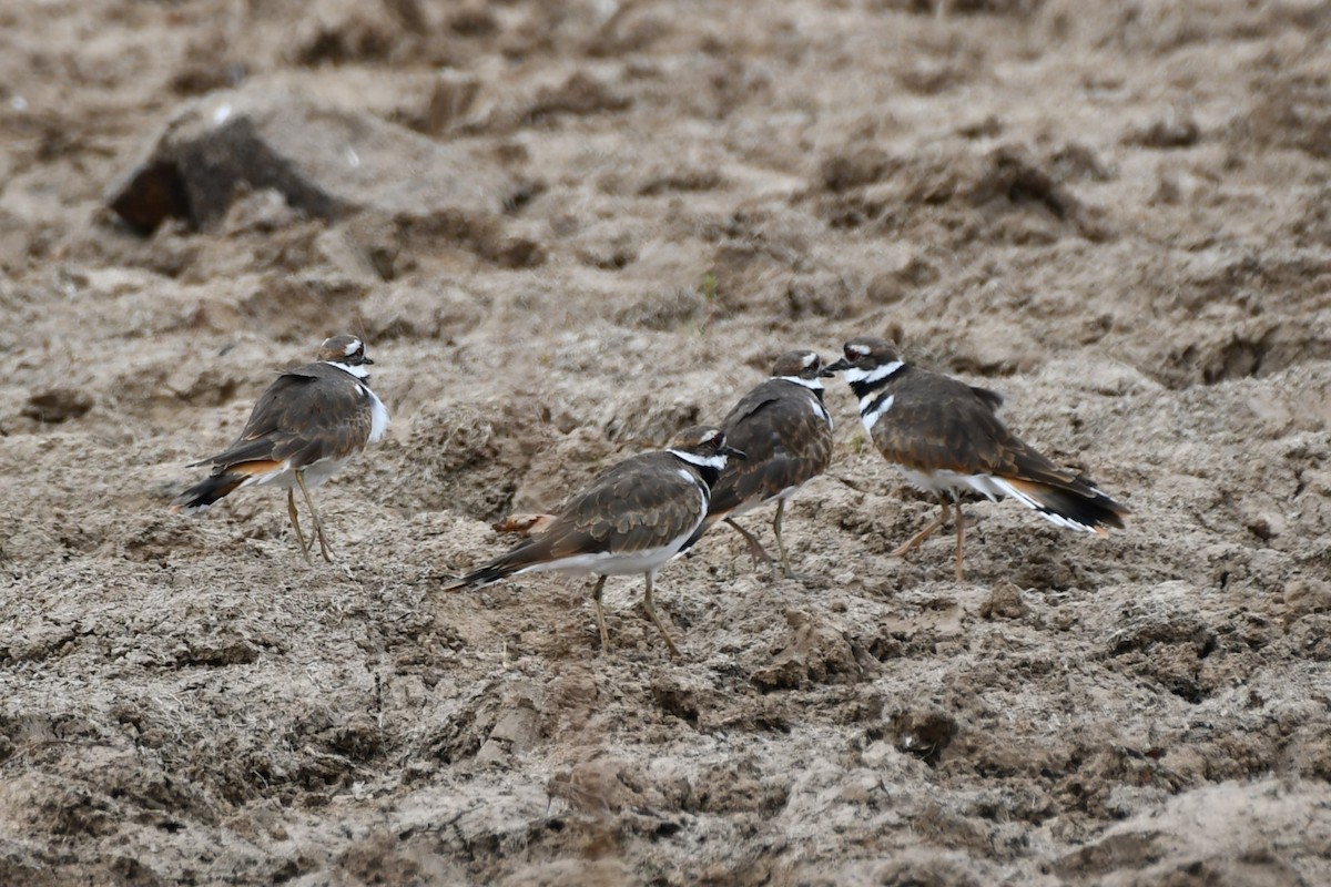 Killdeer - ML623277652