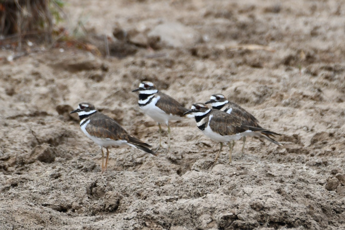 Killdeer - ML623277657