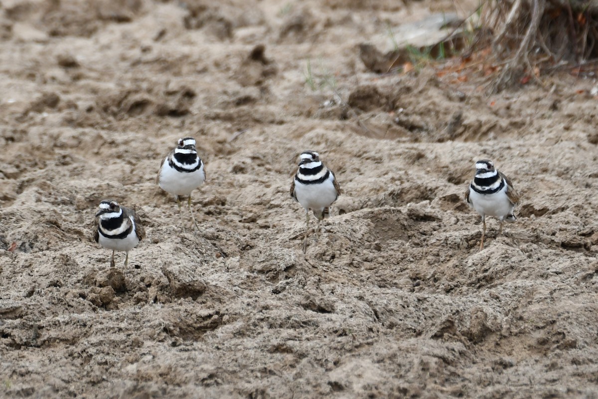 Killdeer - ML623277662