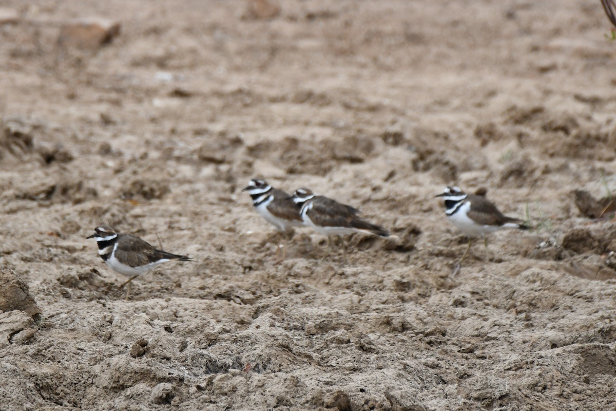 Killdeer - ML623277664