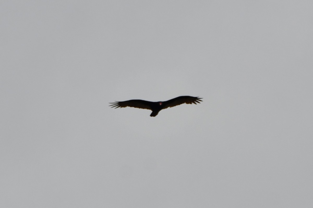 Turkey Vulture - Carmen Ricer