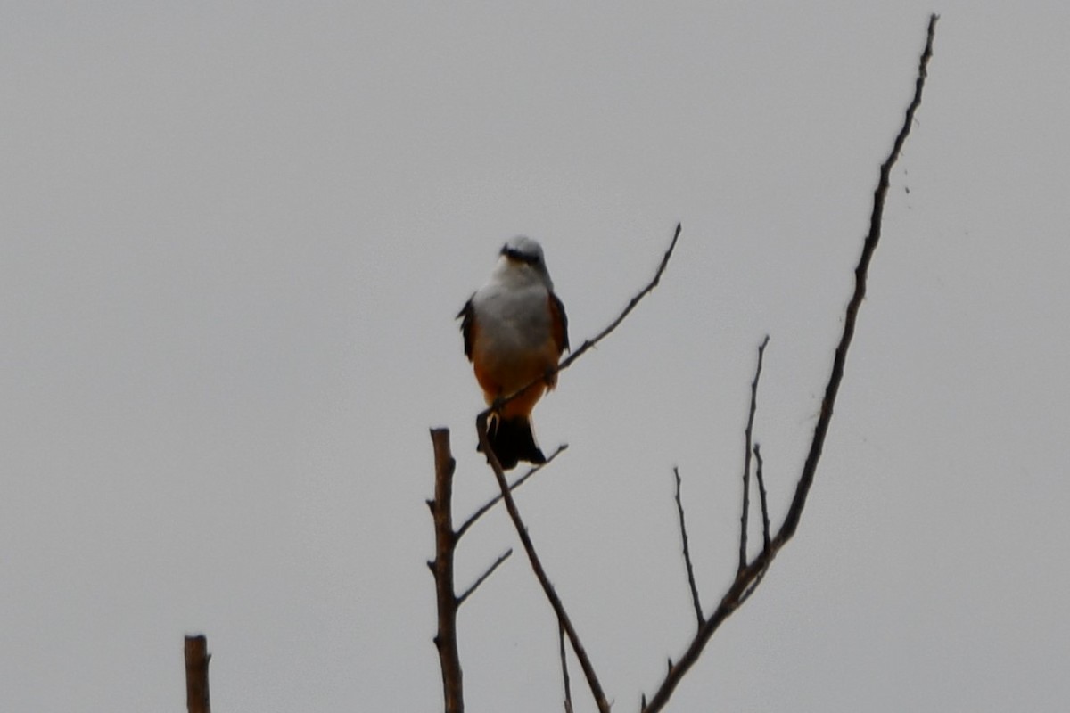 Scissor-tailed Flycatcher - ML623277707