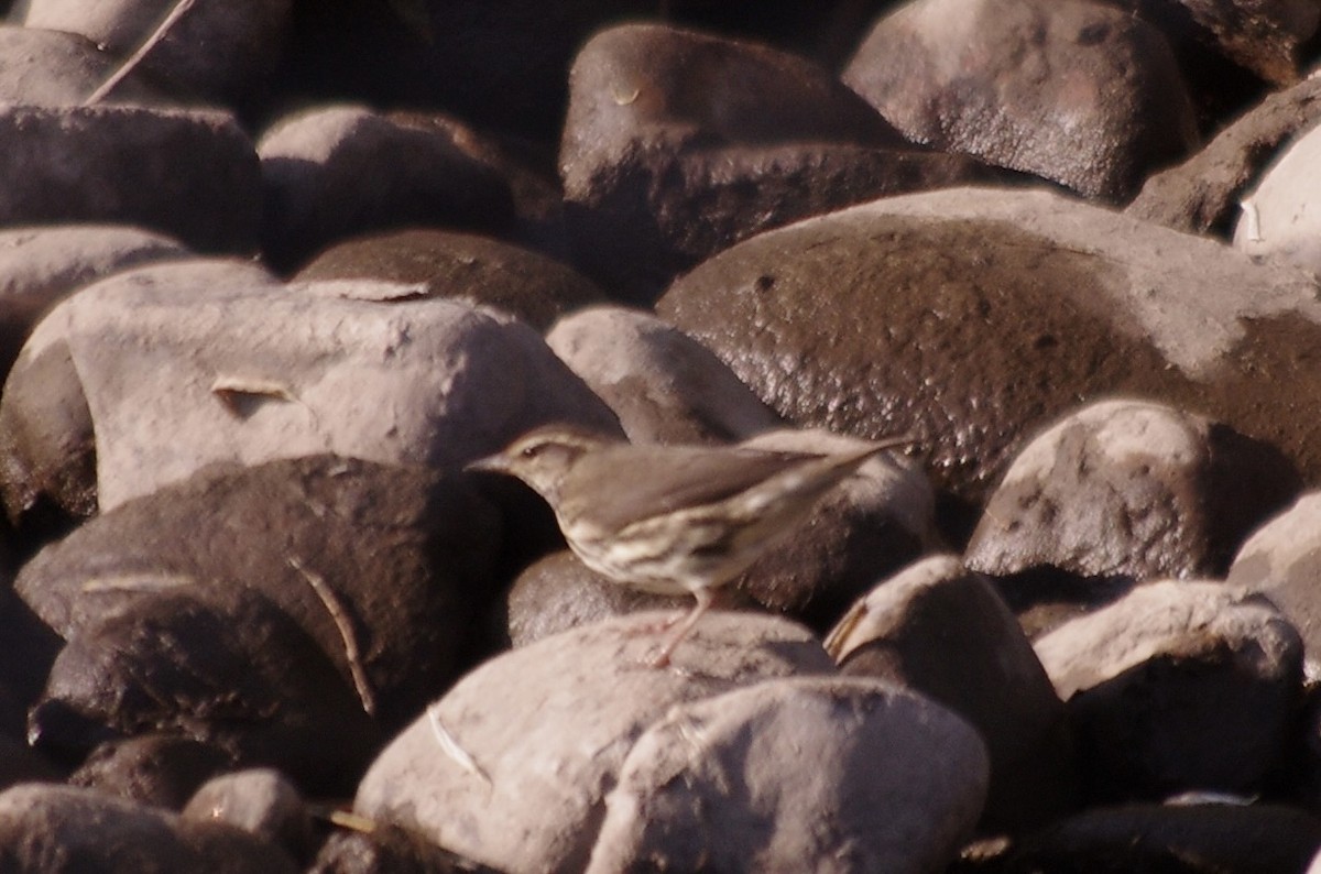 Northern Waterthrush - robert beauchamp