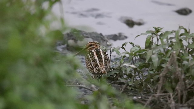 Common Snipe - ML623277733