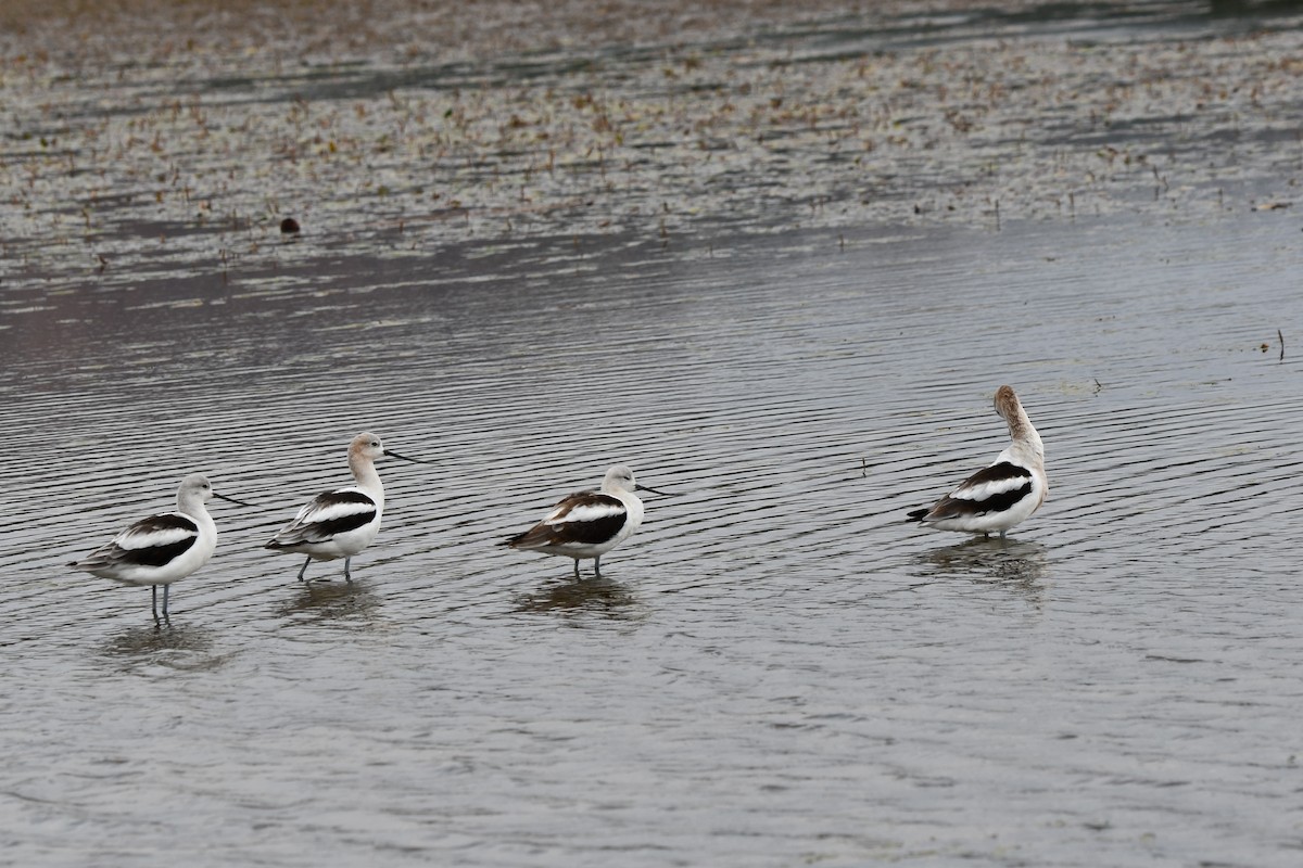 American Avocet - ML623277759