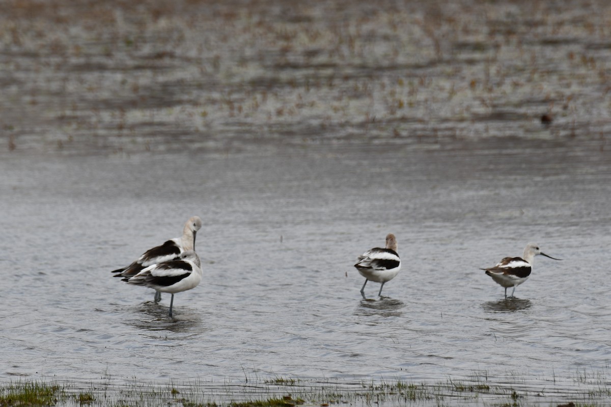 American Avocet - ML623277761