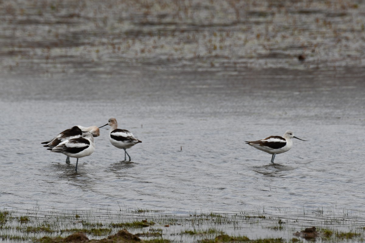 American Avocet - ML623277762