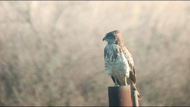 Short-toed Snake-Eagle - ML623277770