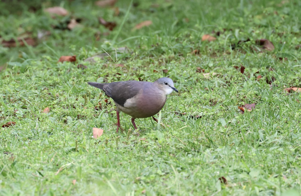 Tolima Dove - ML623277775