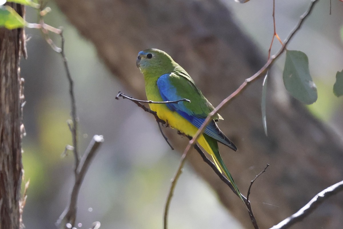 Turquoise Parrot - ML623277831