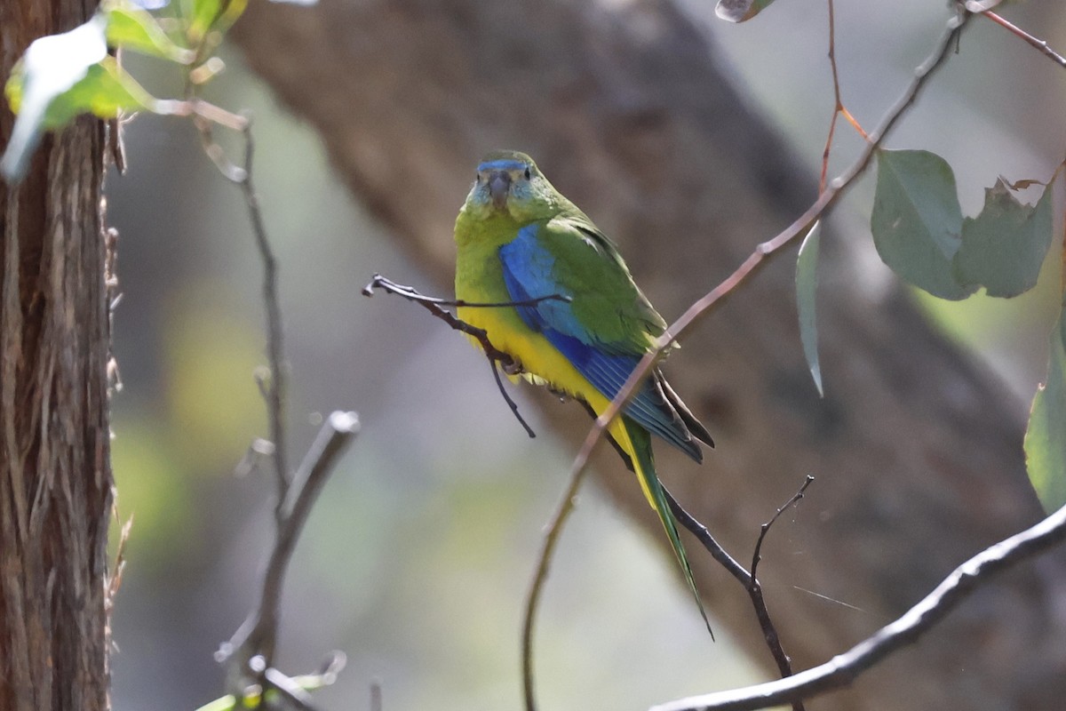 Turquoise Parrot - Mary Cosham