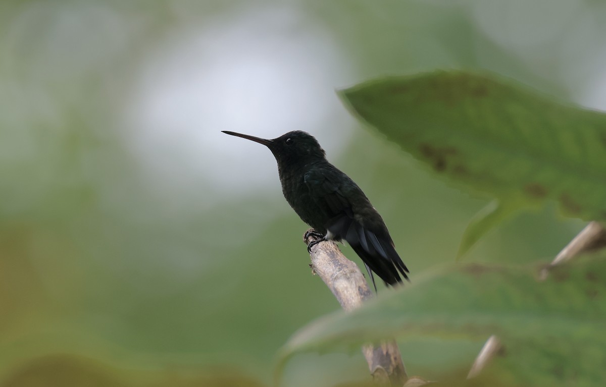 Red-billed Emerald - ML623277881