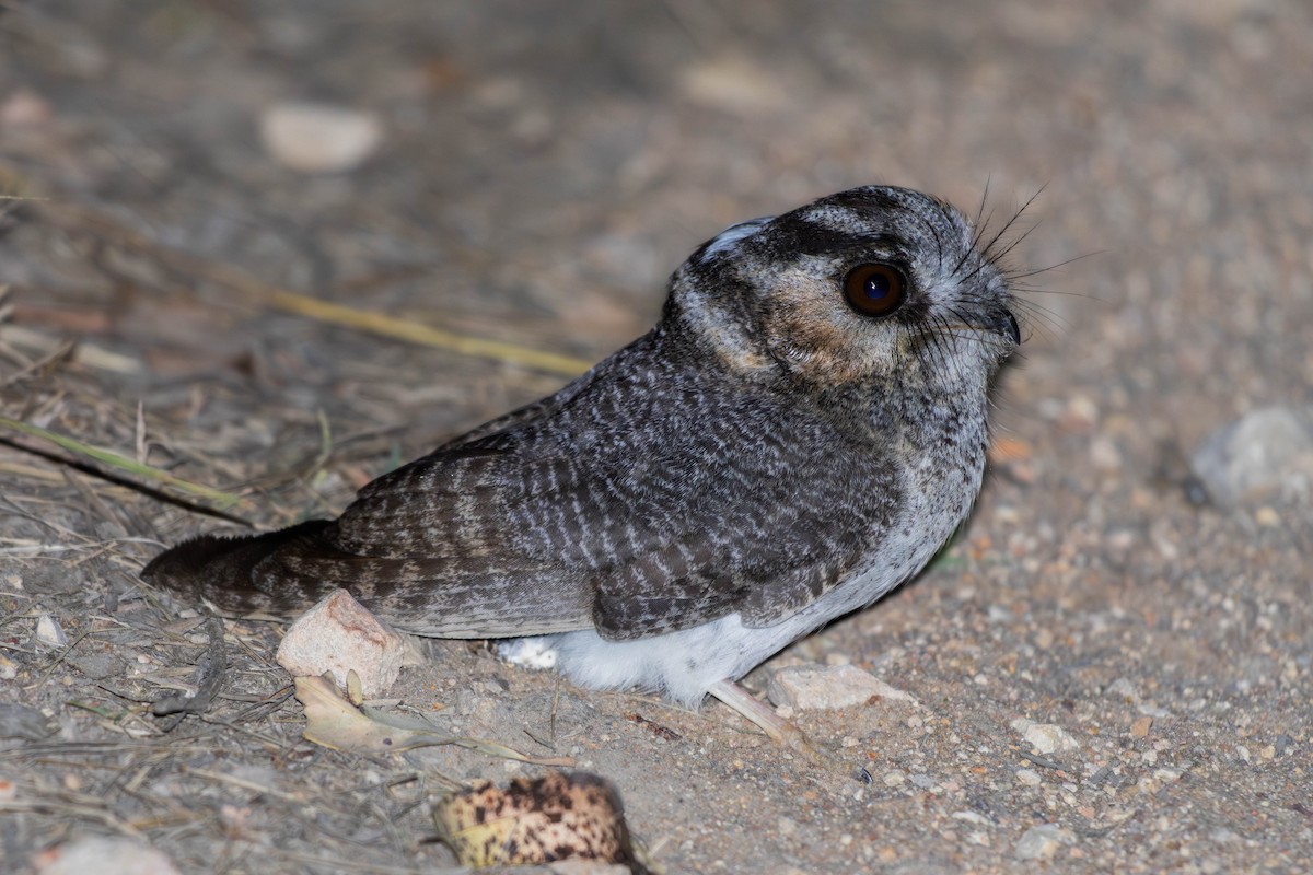 Australian Owlet-nightjar - ML623277900