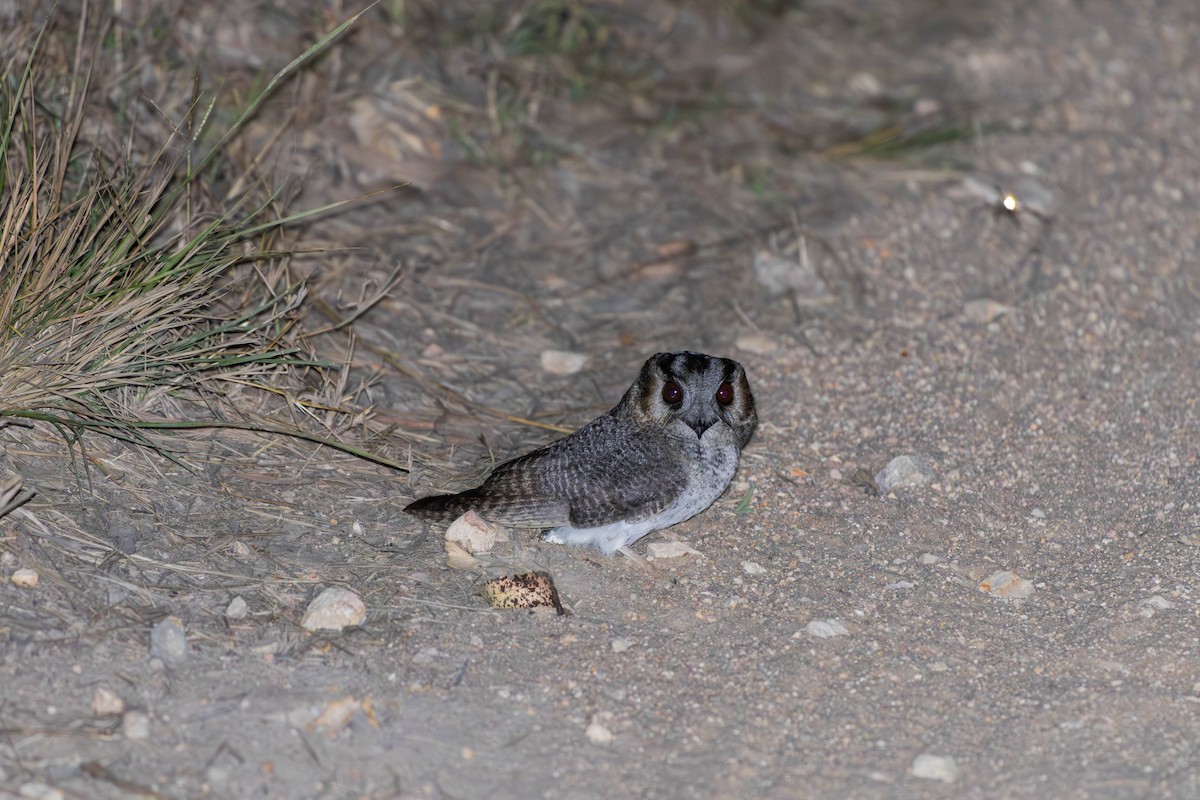 Australian Owlet-nightjar - ML623277903