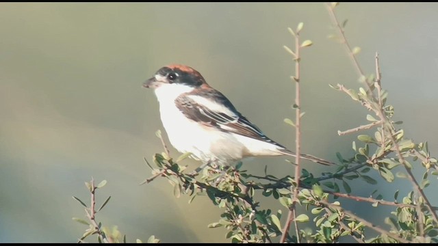 חנקן אדום-ראש - ML623277940