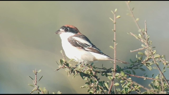 Woodchat Shrike - ML623277940