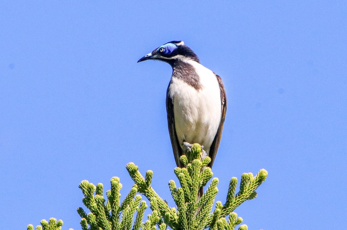 Blue-faced Honeyeater - ML623277952