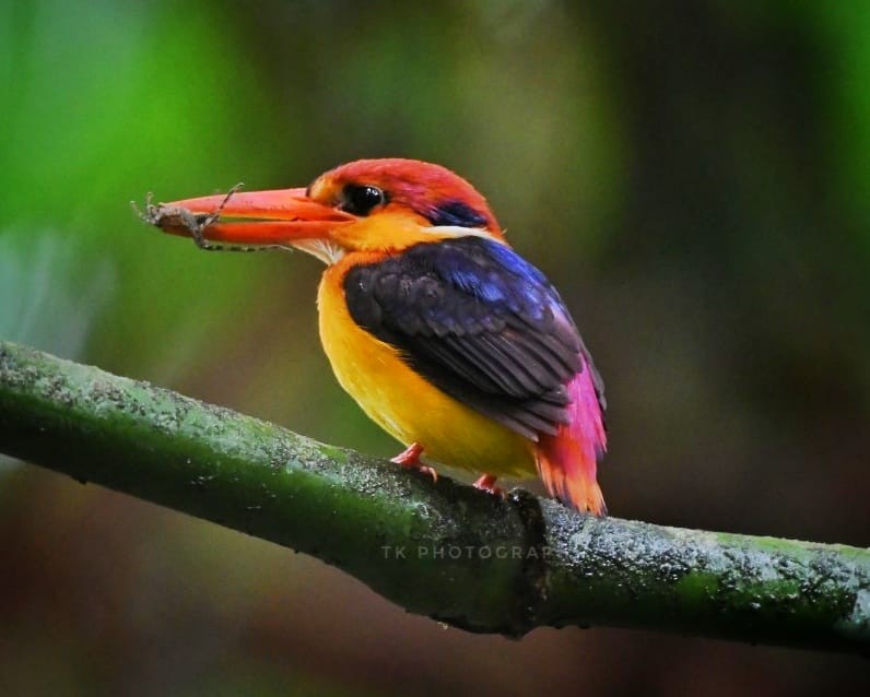 Black-backed Dwarf-Kingfisher - ML623277964