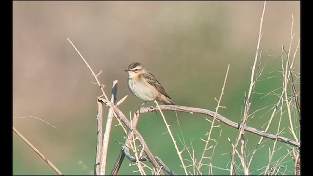 Sedge Warbler - ML623277970