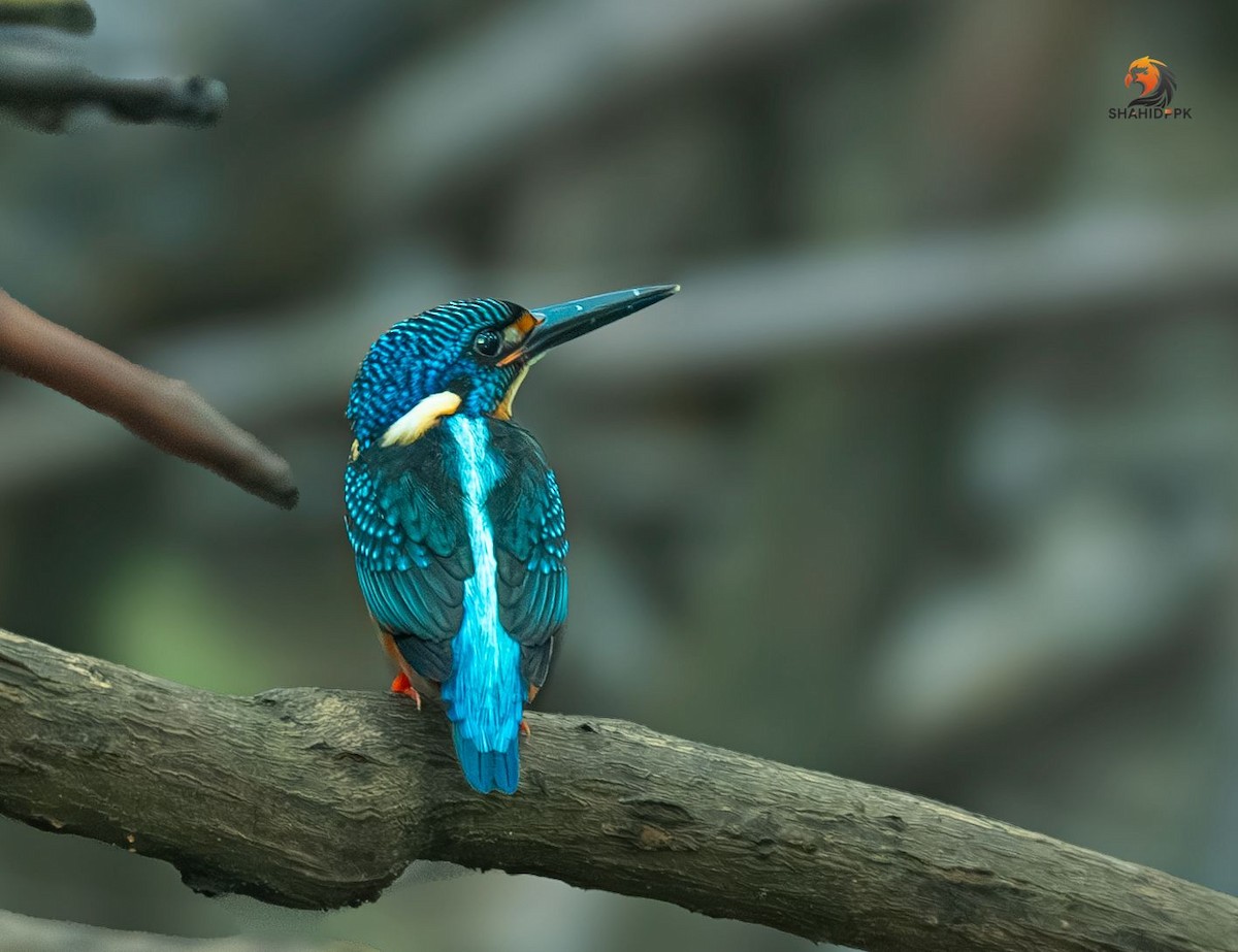 Blue-eared Kingfisher - ML623278021