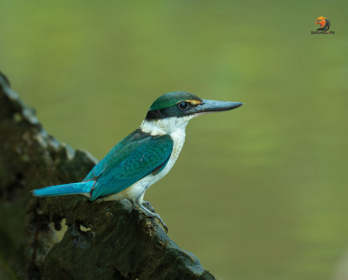 Collared Kingfisher - ML623278029