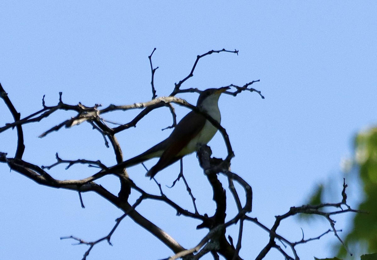 Yellow-billed Cuckoo - ML623278041