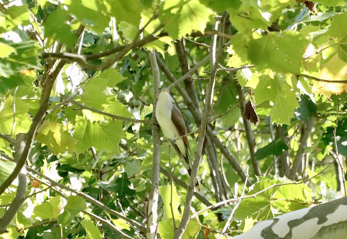 Yellow-billed Cuckoo - ML623278042