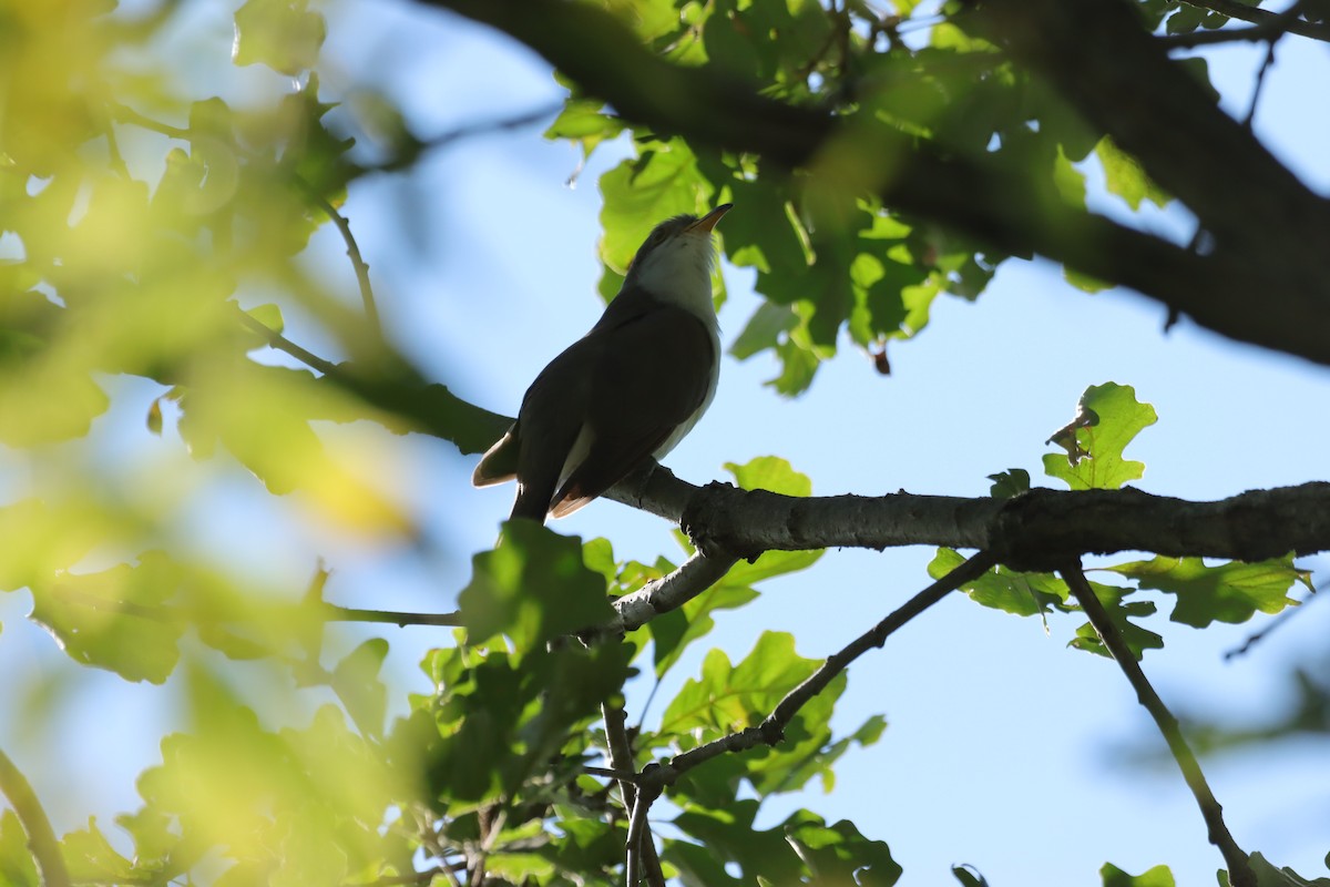 Yellow-billed Cuckoo - ML623278043