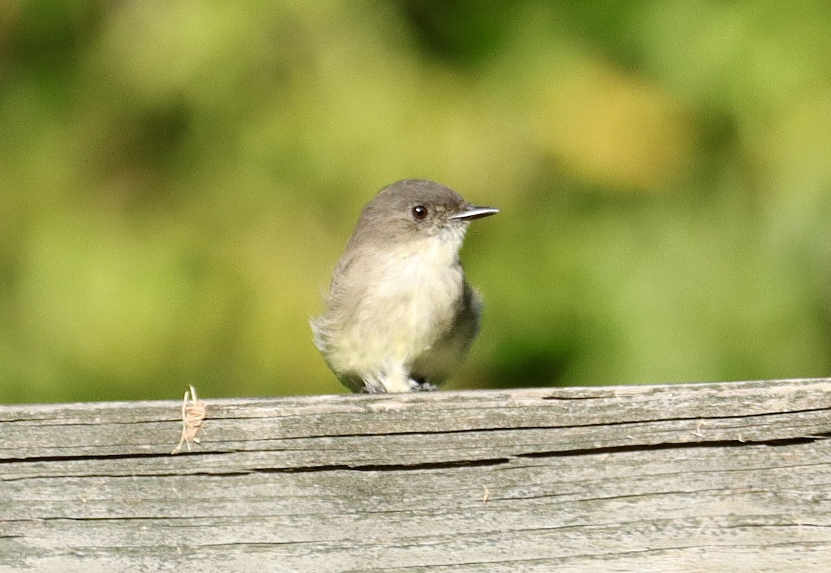Eastern Phoebe - ML623278058