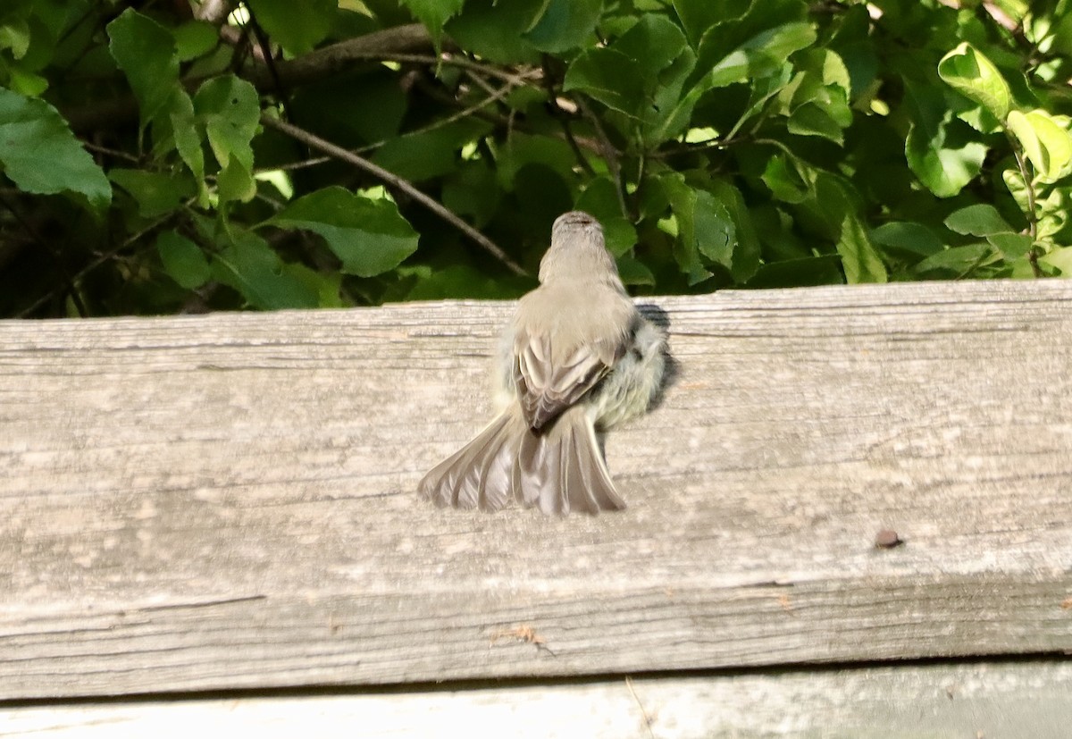 Eastern Phoebe - ML623278059