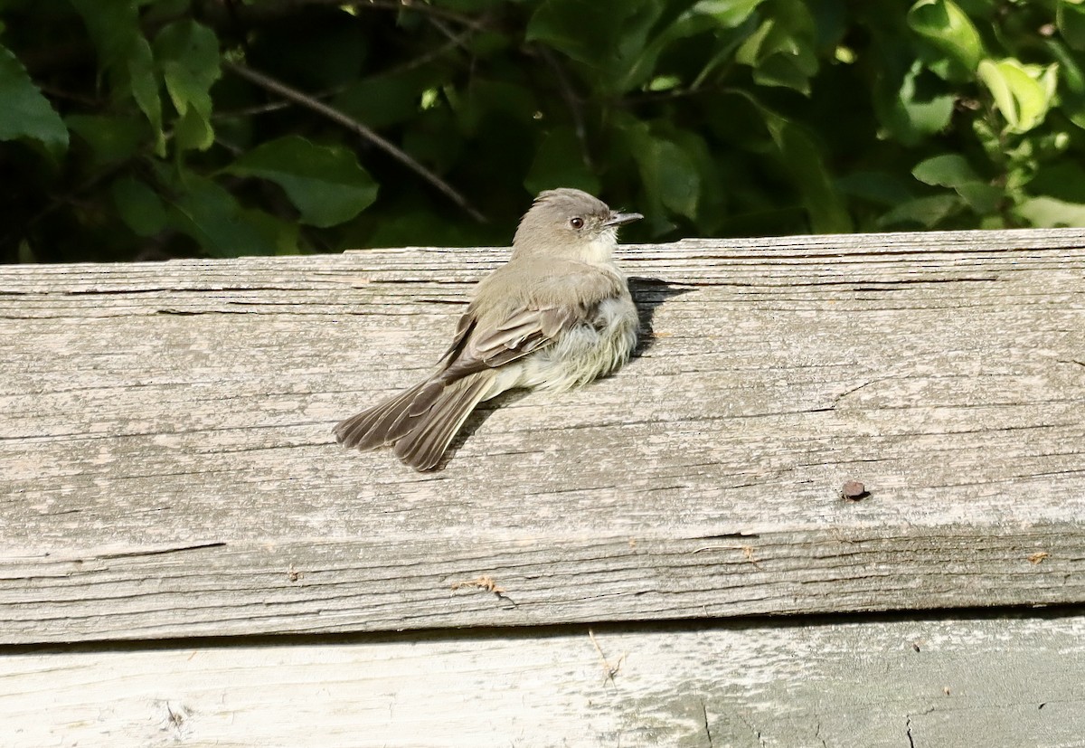 Eastern Phoebe - ML623278060