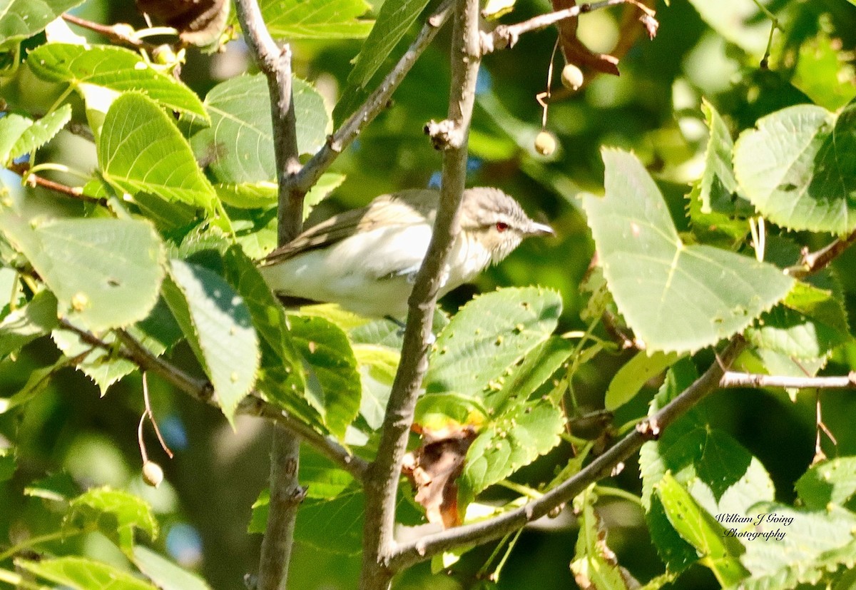 Red-eyed Vireo - ML623278063