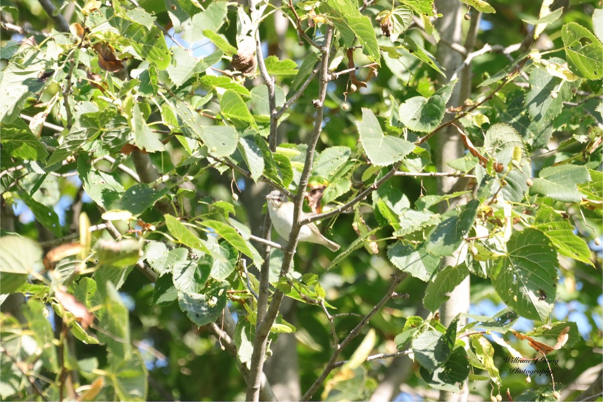 Red-eyed Vireo - ML623278064