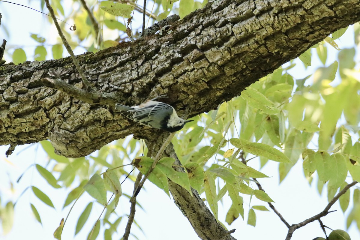 White-breasted Nuthatch - ML623278067