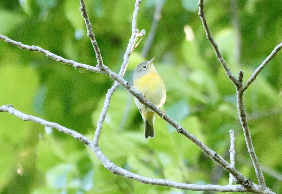 Nashville Warbler - ML623278078