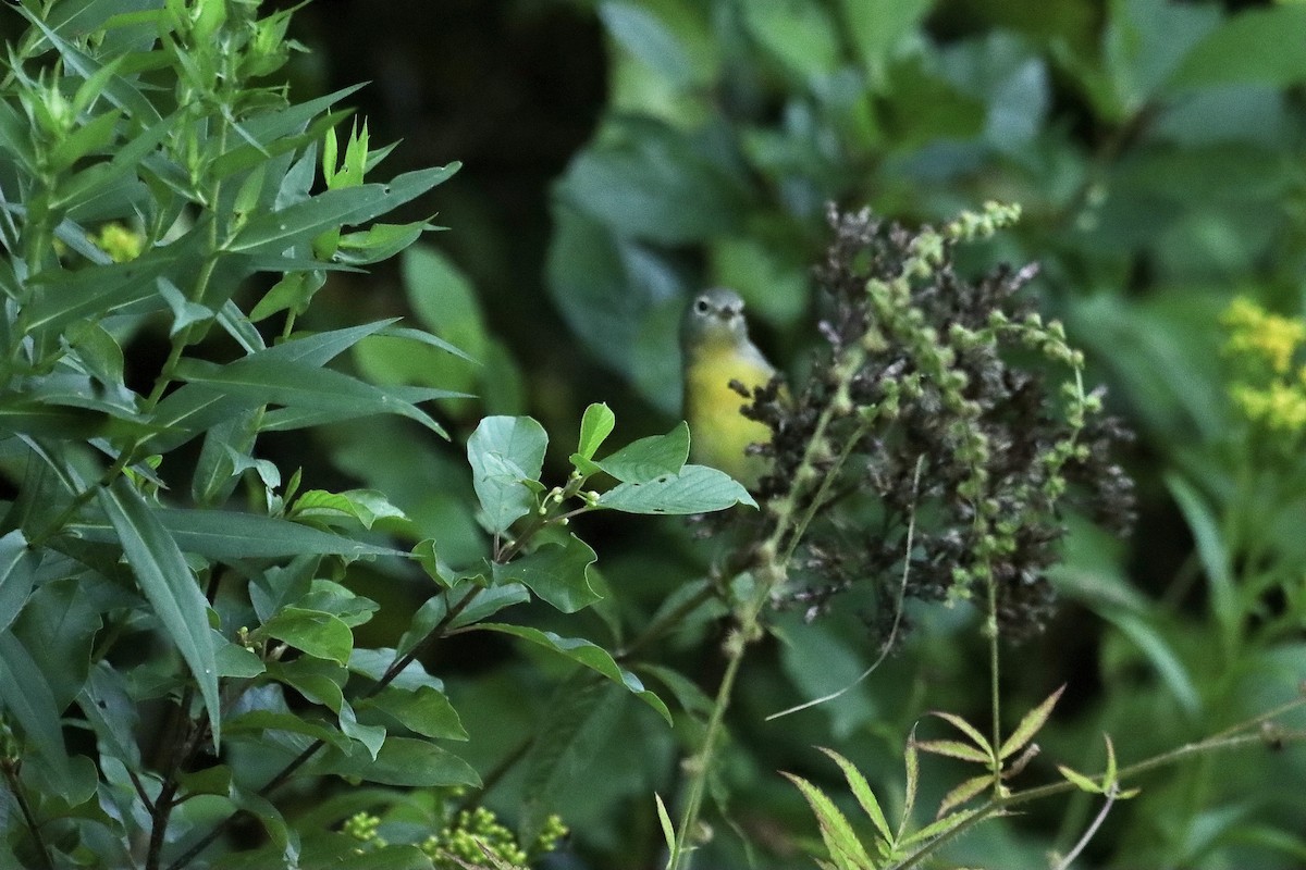 Nashville Warbler - ML623278079