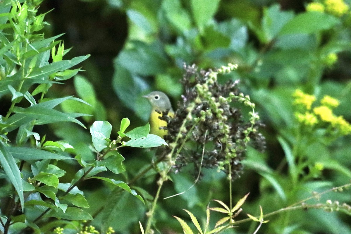 Nashville Warbler - ML623278080
