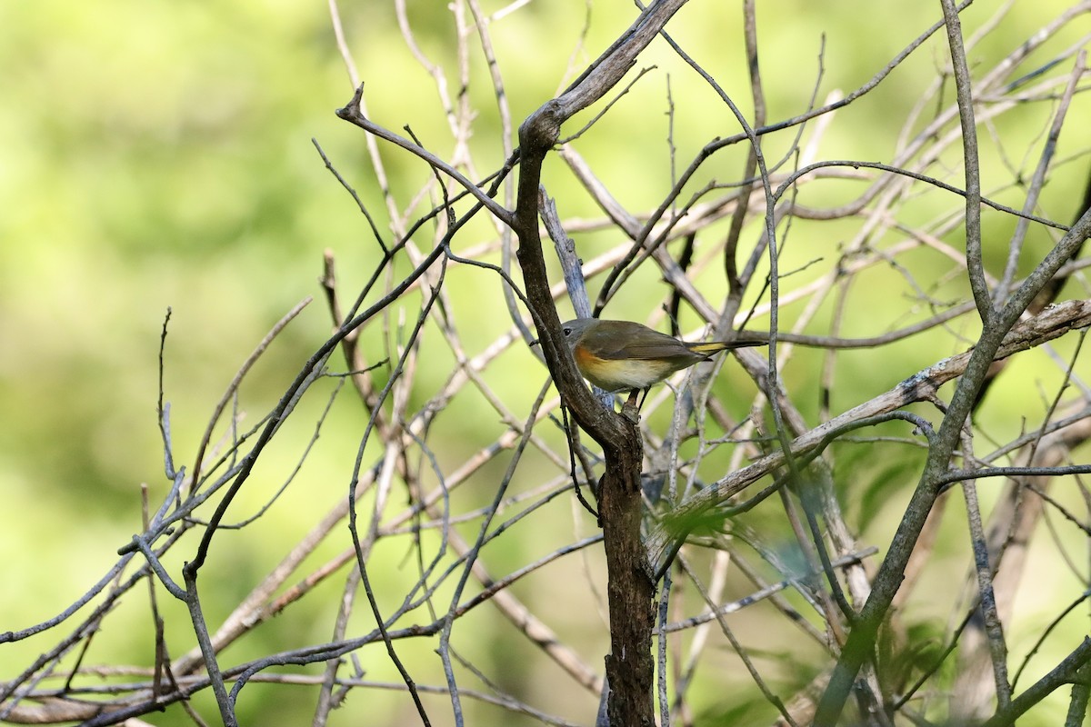 American Redstart - ML623278098