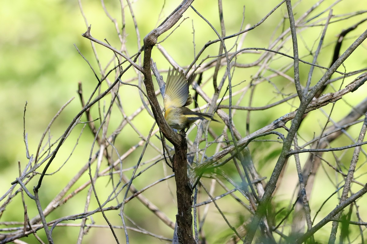 American Redstart - ML623278099